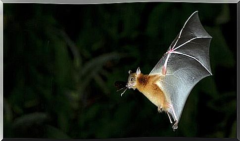 the bat's flight: almost vertical