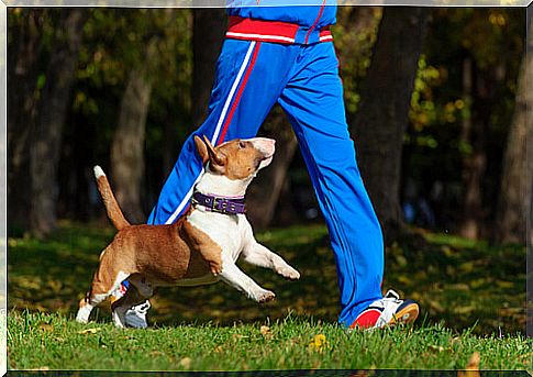 The shape of the dogs' tails