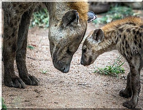 The domain of hyena females