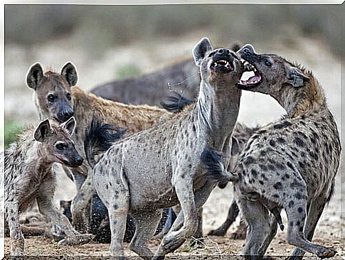 spotted hyenas