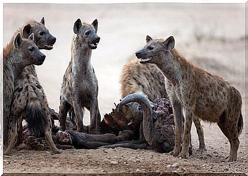 Spotted hyenas eating carrion