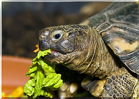 The ideal food for a turtle