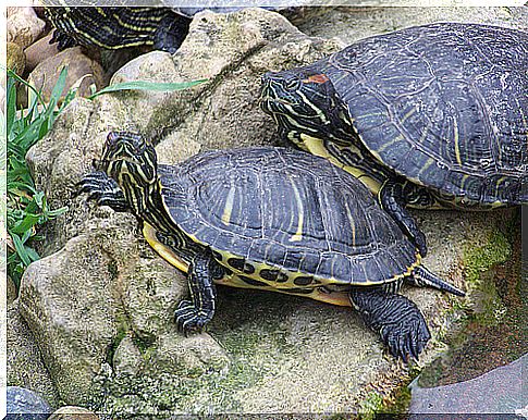 turtles