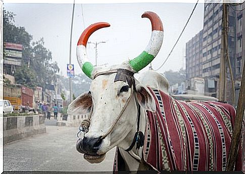 The importance of the cow in India