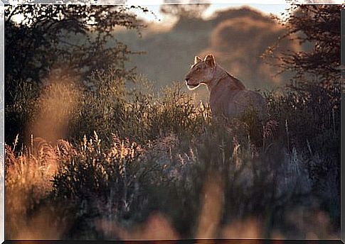 Lioness hunting in her habitat