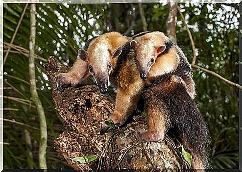 Anteaters in a tree