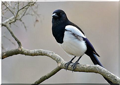 magpie behavior