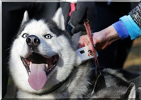 Reading a Microchip in a Siberian Husky