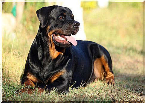 rottweiler