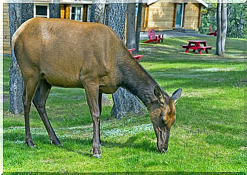 animal in the grass