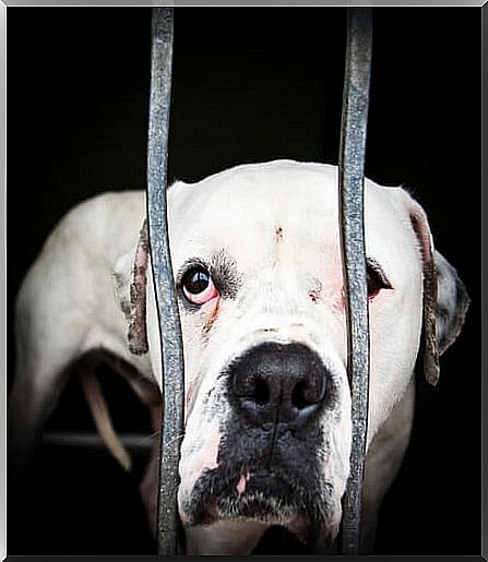 dog behind bars