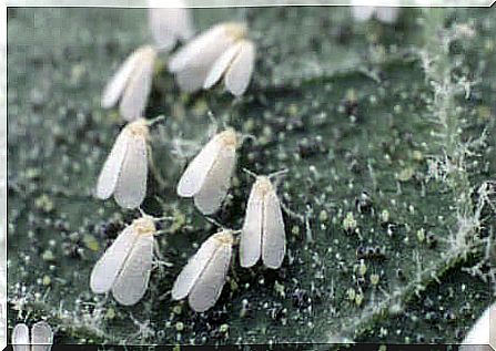 Insects that destroy crops