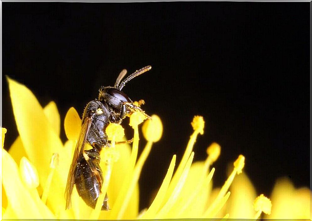 The reappearance of the Australian bee believed to be extinct