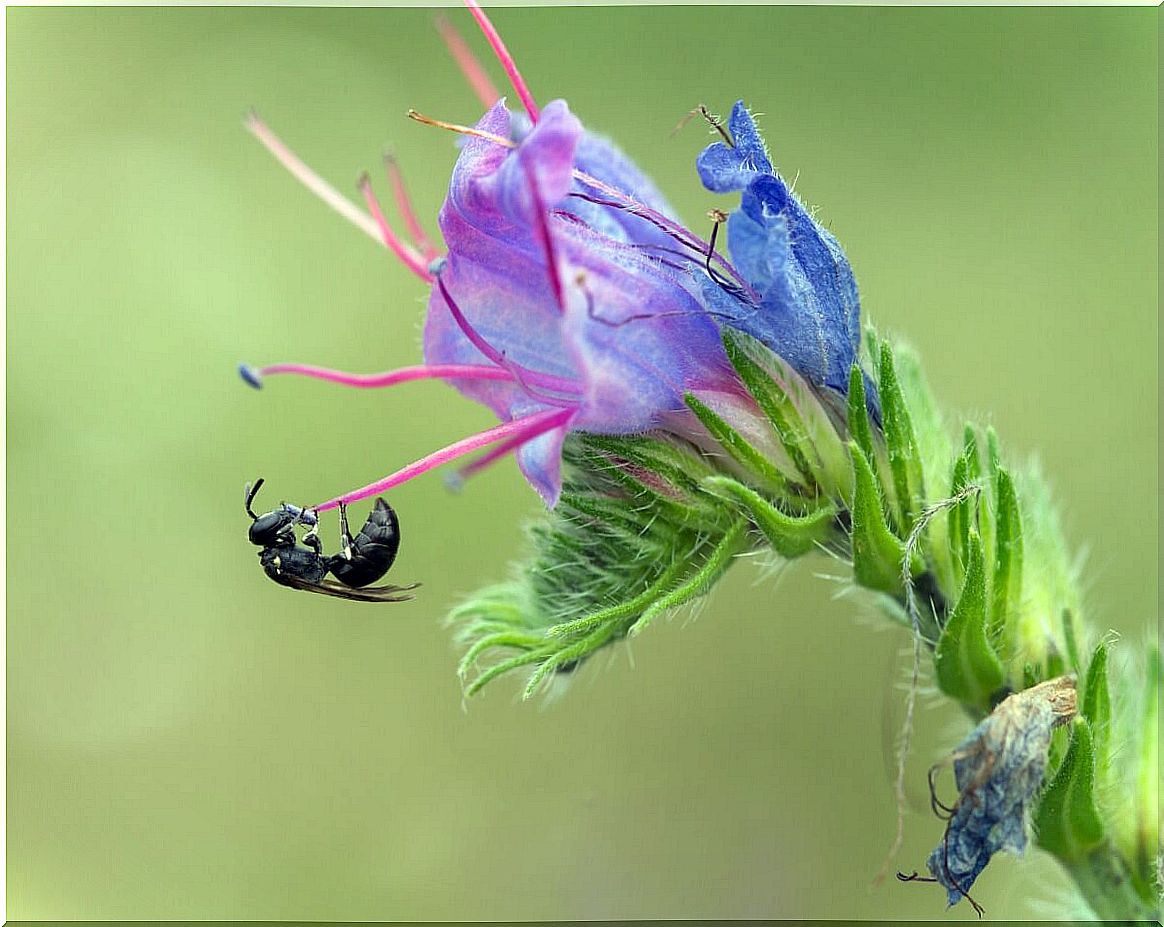 A black bee on a flower.