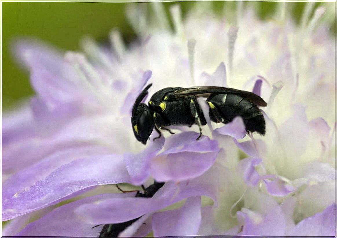 The reappearance of the Australian bee that left everyone stunned.