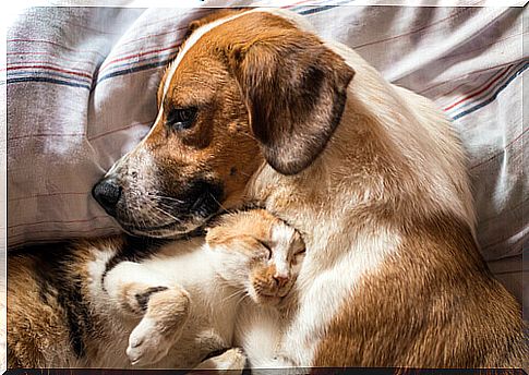 Treatment of diarrhea in dogs and cats