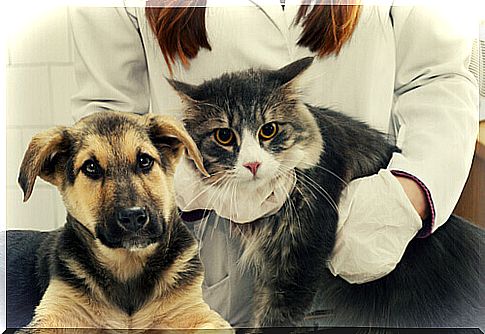 Veterinary with dog and cat