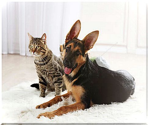 Dog and cat on a white rug in the living room.