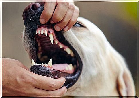 Treating Gingivitis in Pets