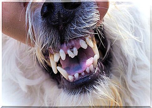 How Gingivitis Develops in Your Pet