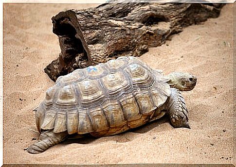 turtle in the sand