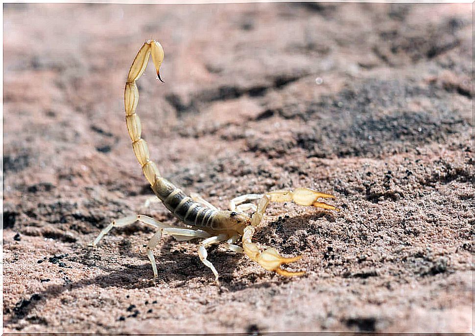 The Uses of Scorpion Poison