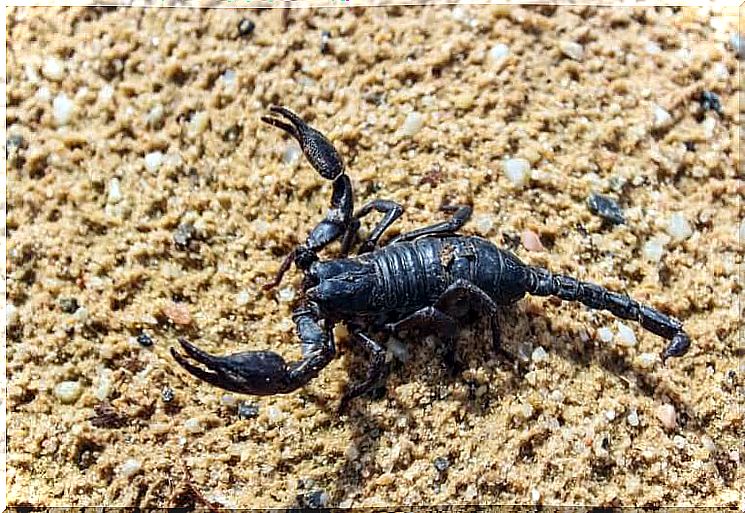 The Uses of Scorpion Poison