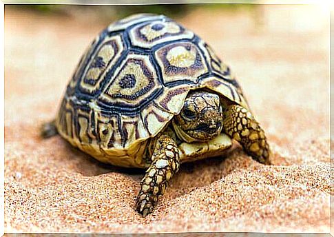 Tips for Owning a Pet Turtle