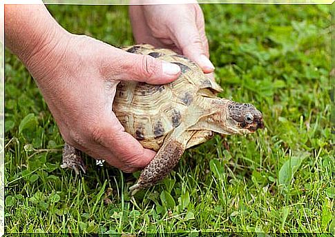 turtle in the grass