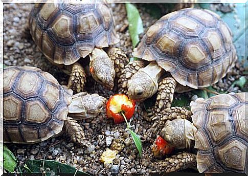 turtles eating feed