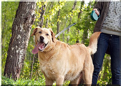 Tips to master the walk with your dog