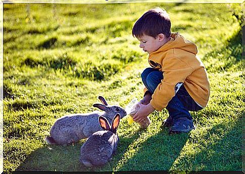 boy feeding rabbits