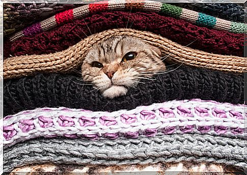 Tips to protect your cat from the cold