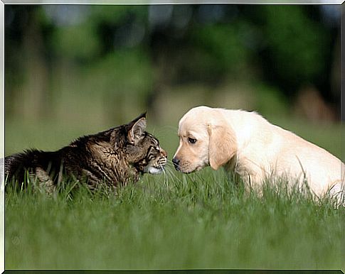 Dog and cat