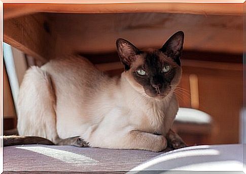 Tonkinese cat: care, characteristics and curiosities