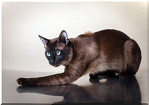 Tonkinese Cat Characteristics