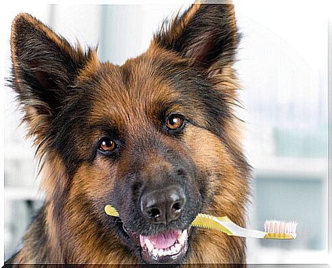 Toothpaste for your dog