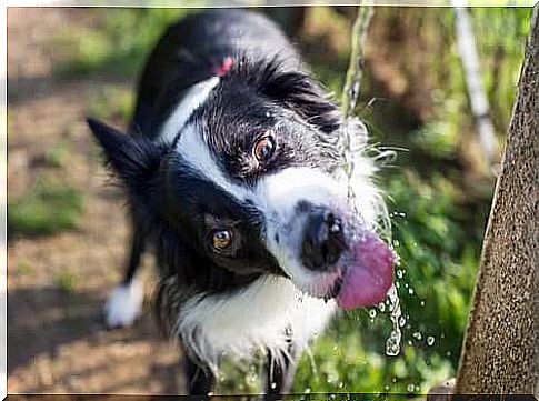 The 3 Best Automatic Dog Drinkers