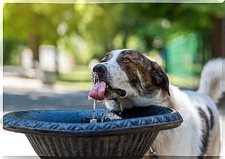 Fonte de água para cães