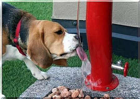 Bebedouros automáticos para cães