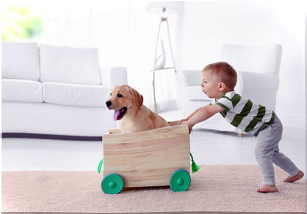 Toys made from recycled materials for pets