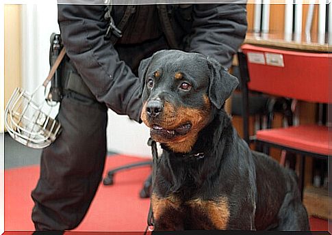 Training of anti-pyromaniac dogs