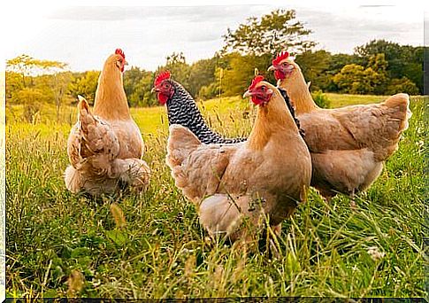 Types and Sizes of Chickens