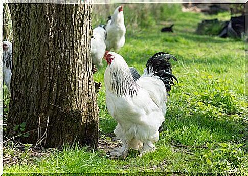 Brahma dwarf chicken