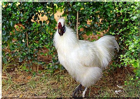 silky chicken from japan