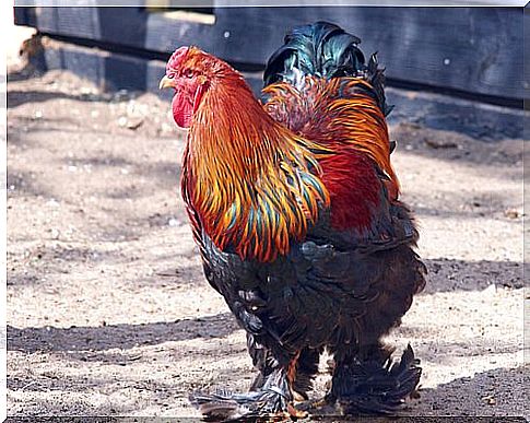 Brahma hen