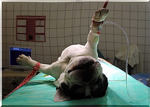 anesthesia for pets