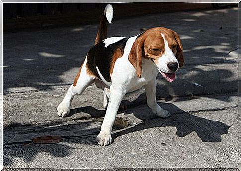 Beagle dog peeing