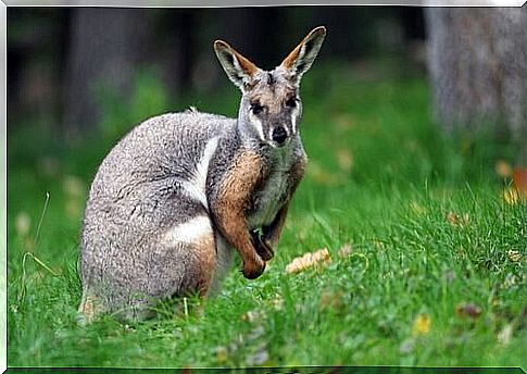 Wallaby: meet this marsupial