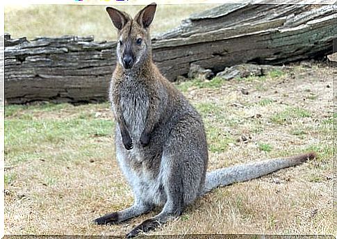 wallaby